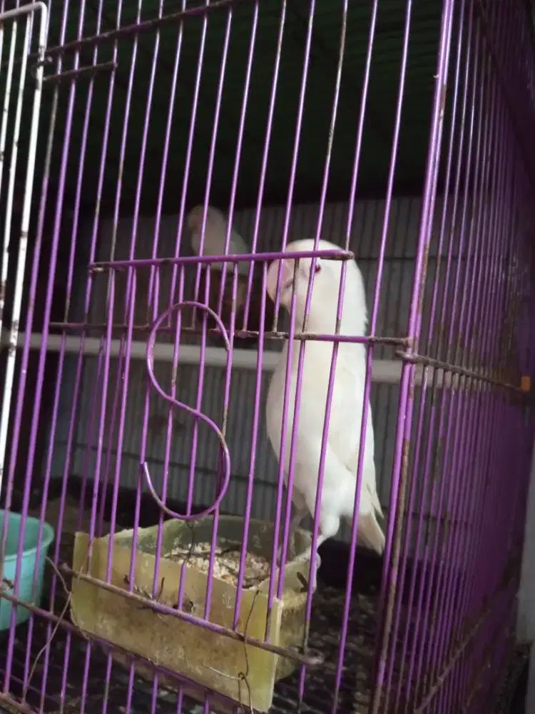 Lovebird albino MM dan albino Rm