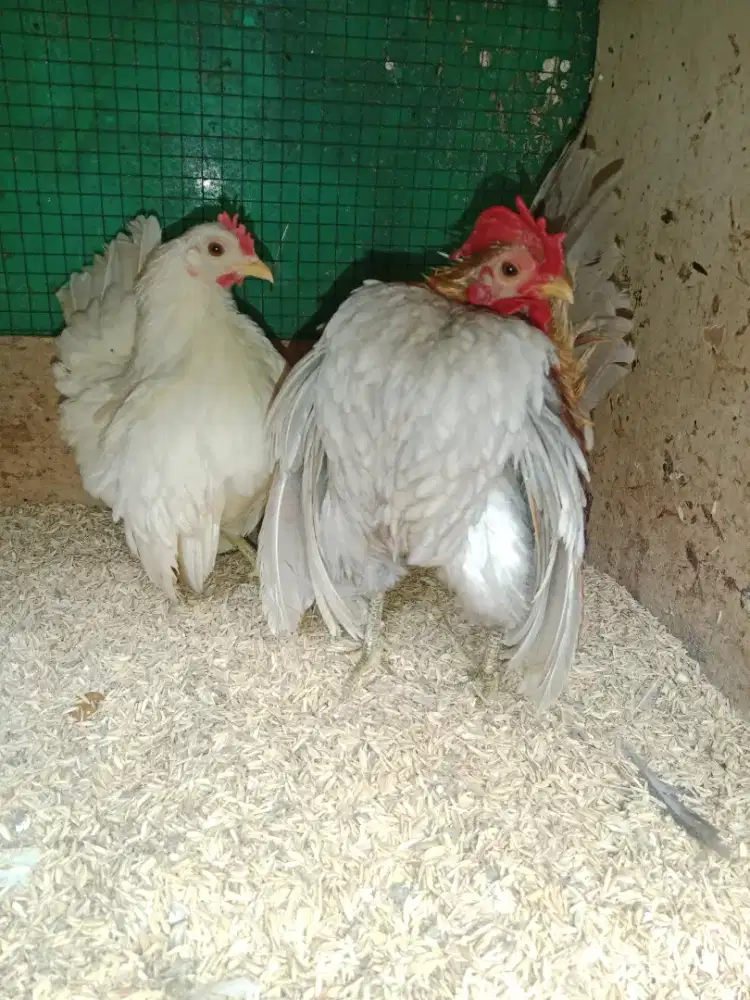 Jual ayam serama ori