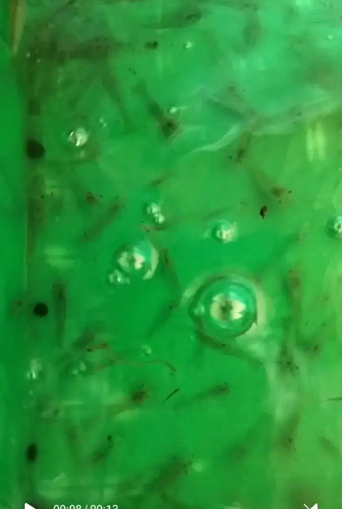 udang hidup untuk umpan pancing atau makanan predator dll