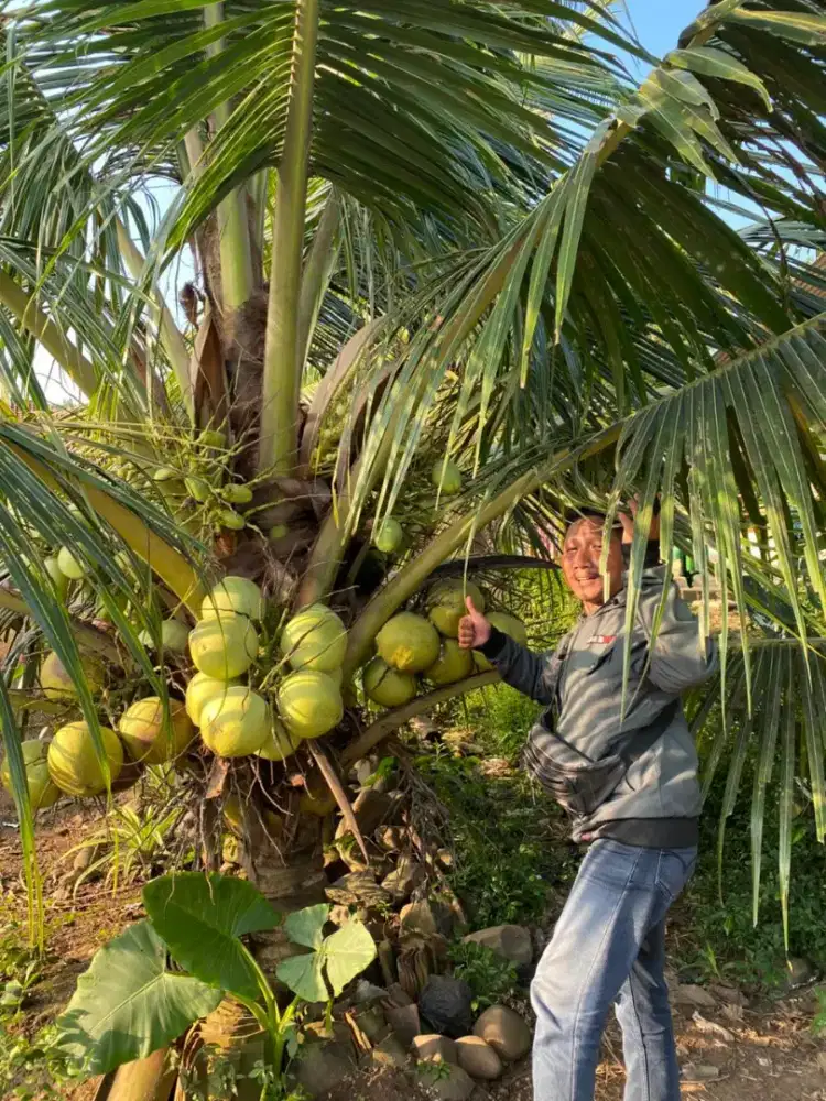 Bibit Kelapa Genjah Entok Asli Kebumen