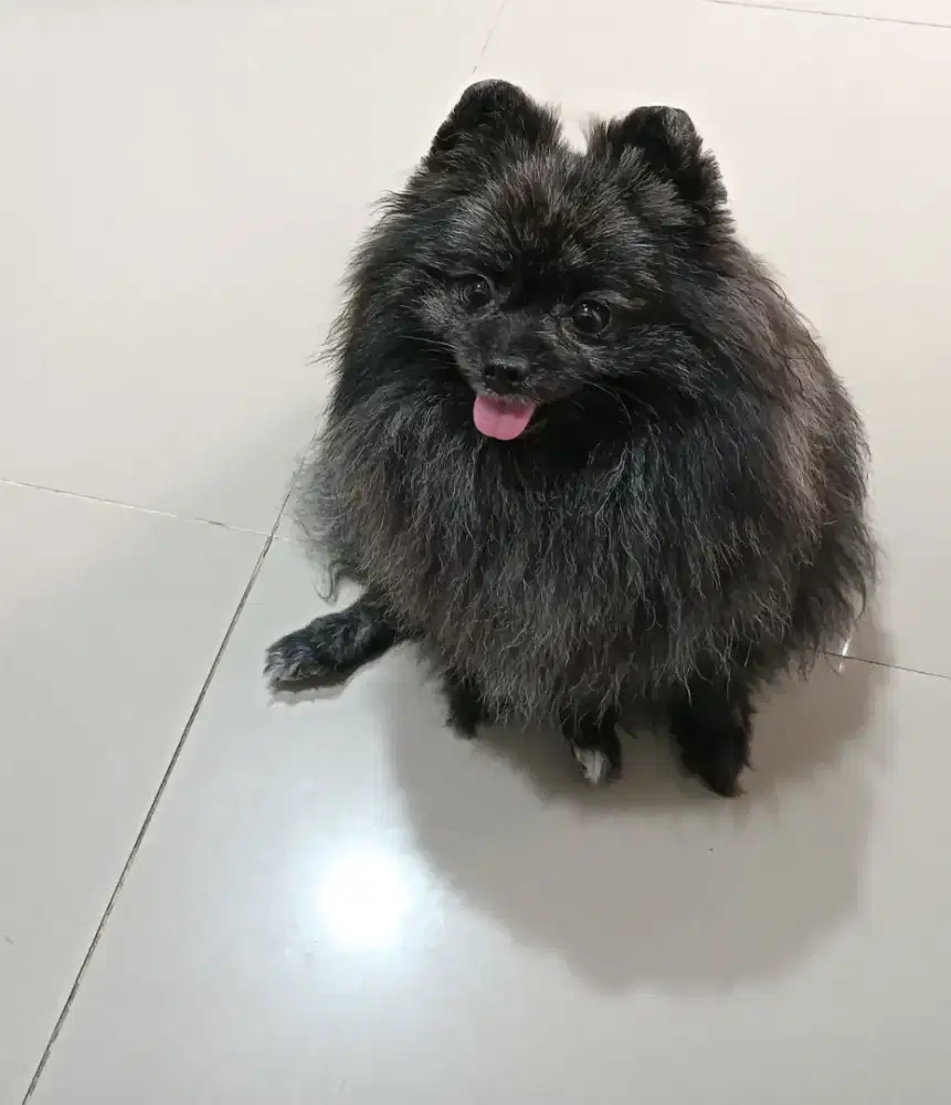 Indukan Anjing minipom Indukan pom pomeranian