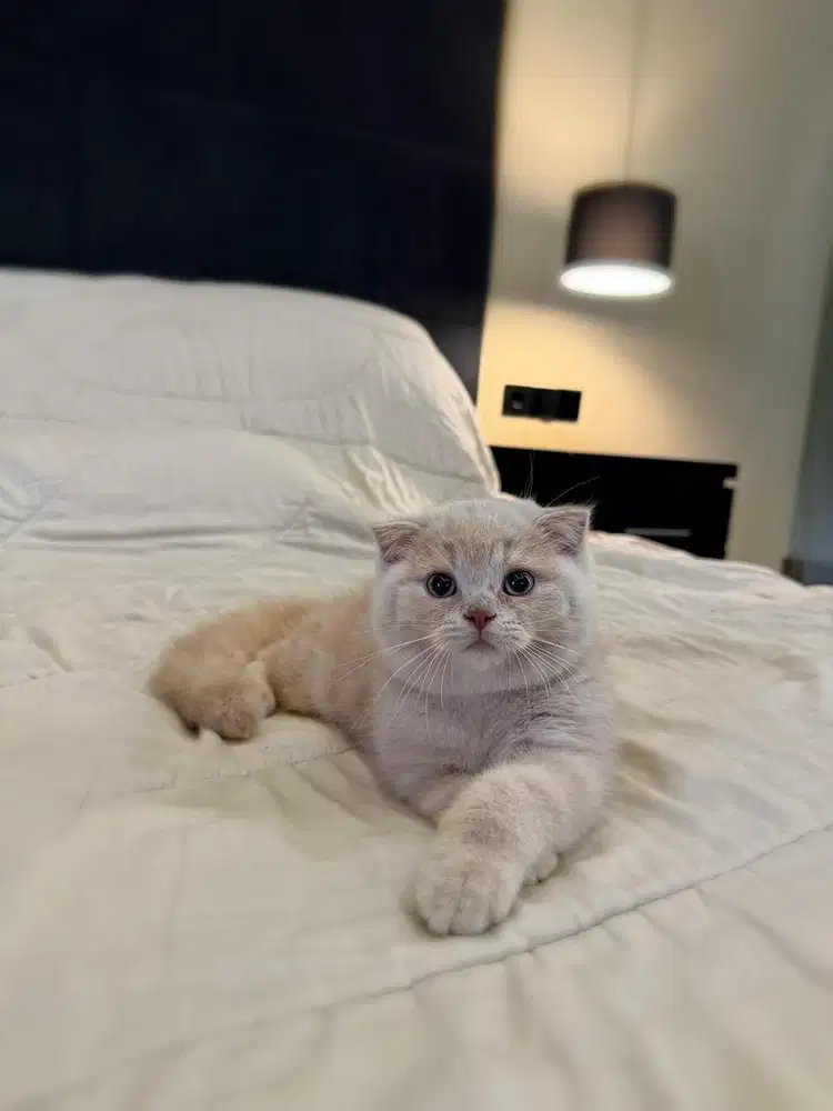 Kucing Scottish Fold MALE SF BSH
