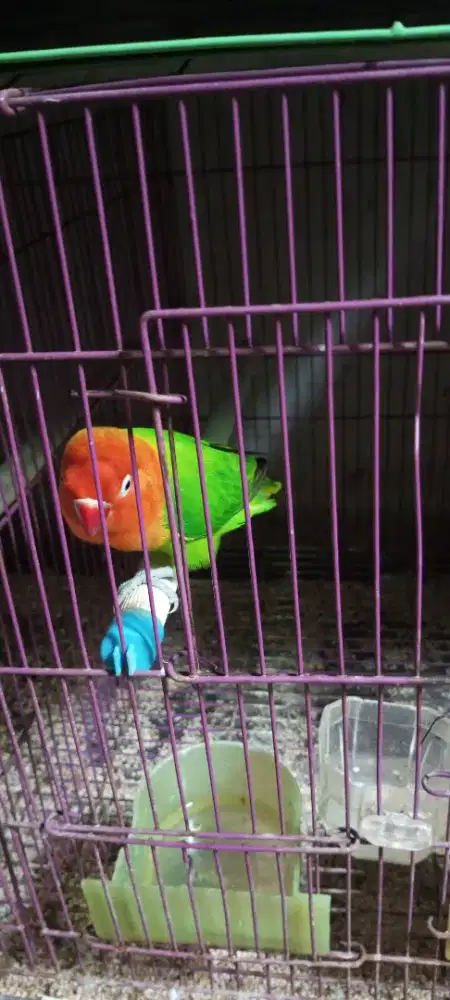 Lovebird biola green cling dewasa