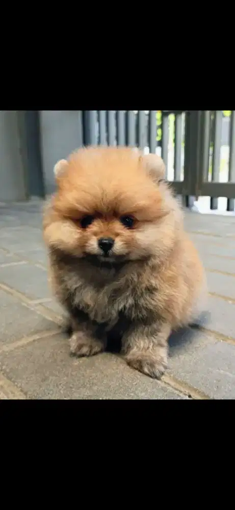 Anjing Supermini Pomeranian