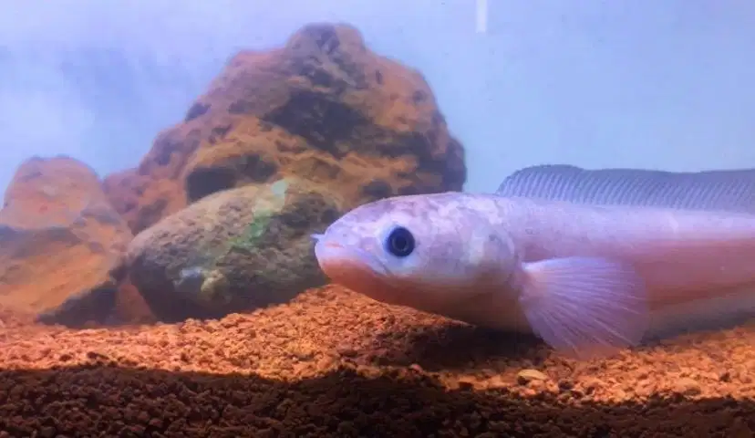 Asiatica Leucistic (Rare)
