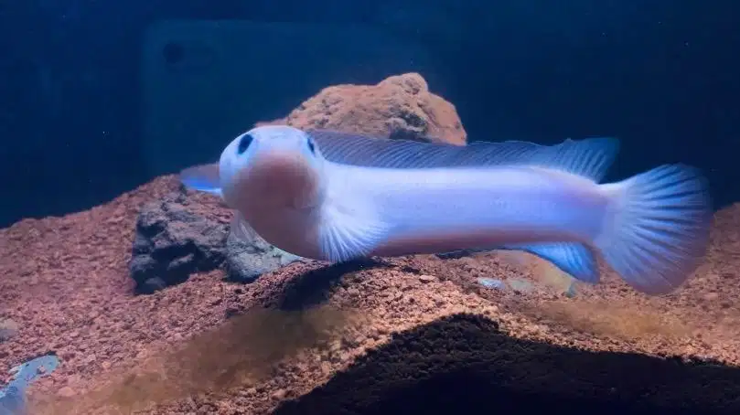 Asiatica Leucistic (Rare)