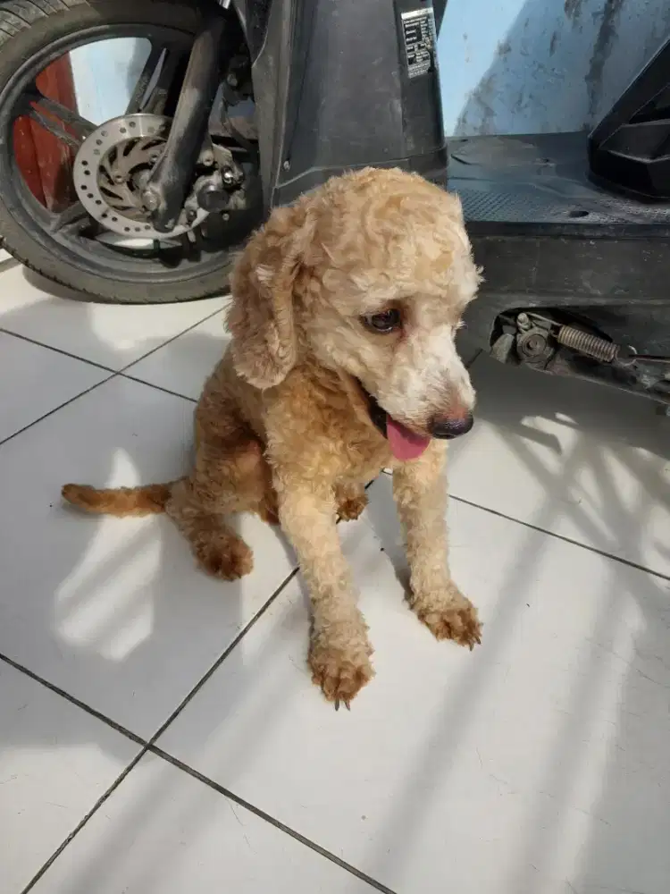 ANJING POODLE JANTAN LUCU