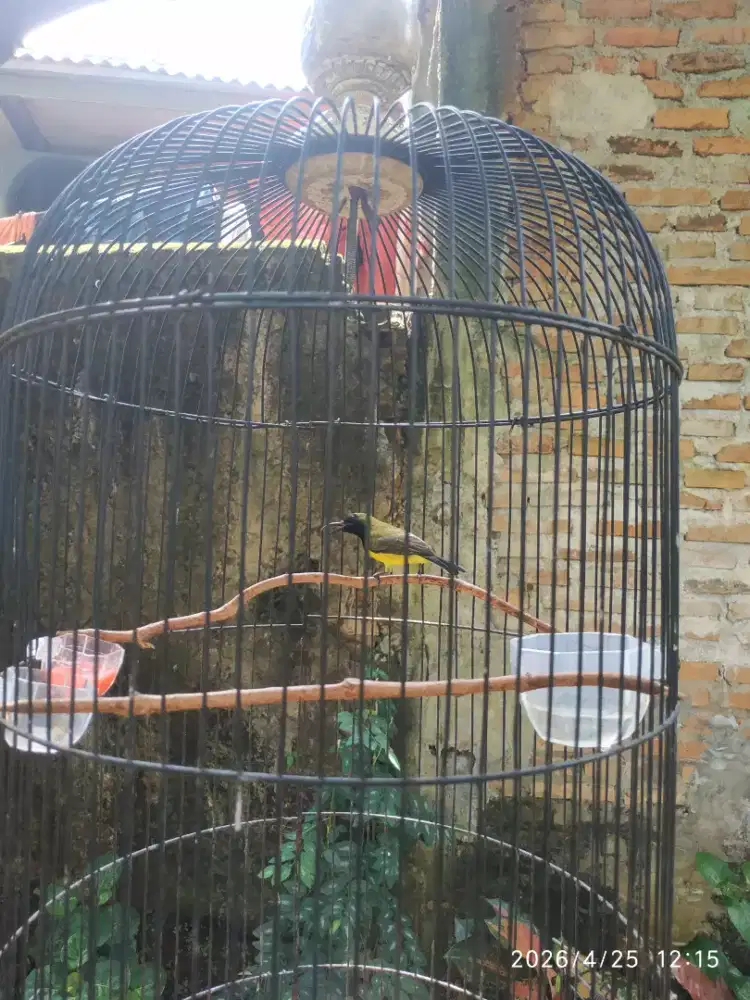 Sohghon gacor ngeleper