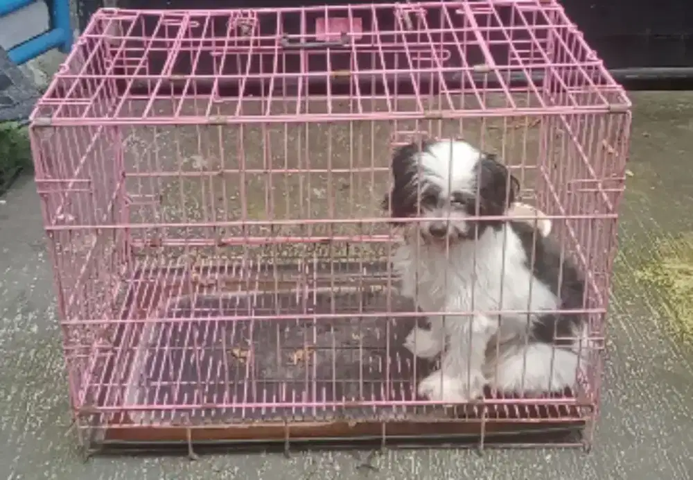 Anjing Shihtzu sitsu