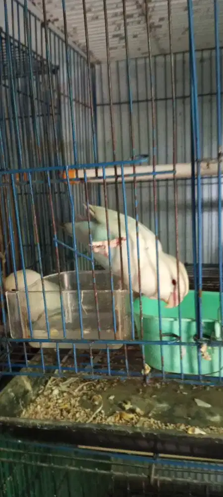 Lovebird pf mata merah