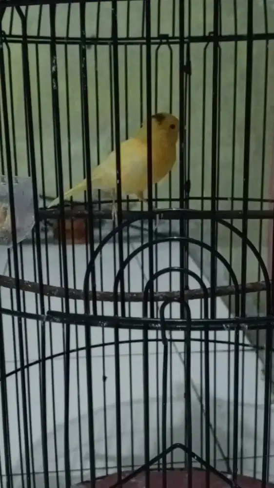 Kenari sankis wiksar rajin jantan