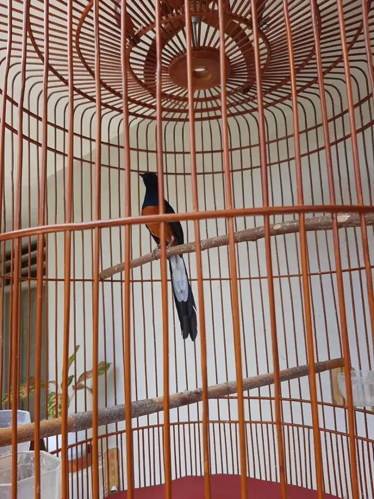 Murai batu cari kembalian