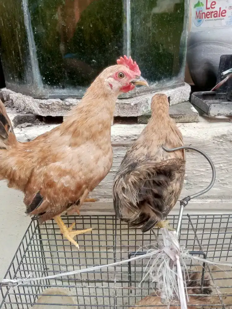 Ayam kata mini bukan bebek kalkun burung atau ikan