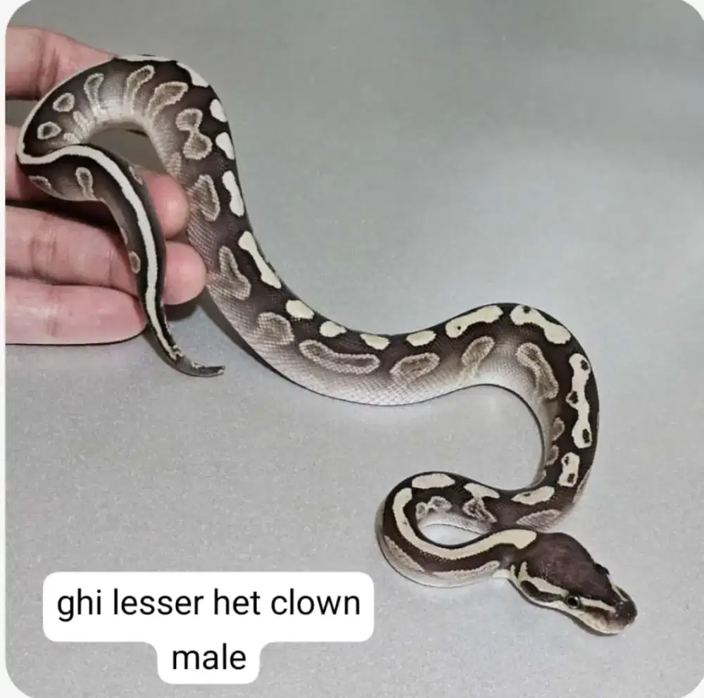 BALLPYTHON GHI LESSER HET CLOWN MALE