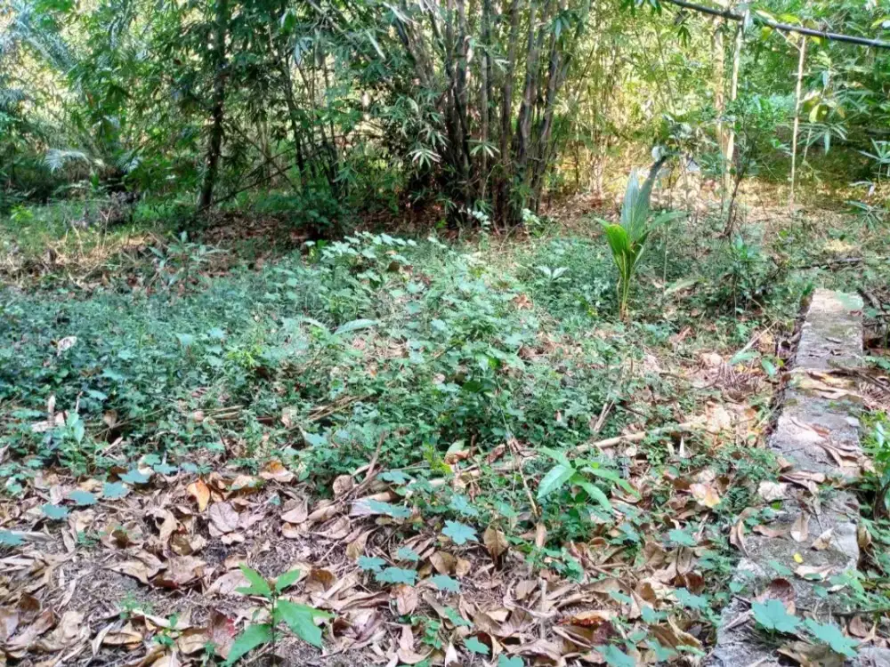 Kesempatan Langka! Tanah Pekarangan BU Belakang RS UII Bantul Harga di Bawah Pasaran