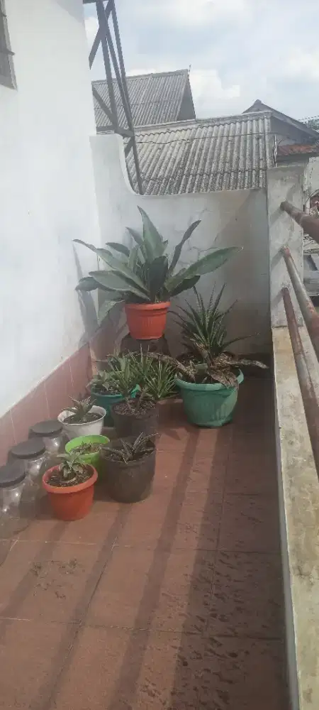 Tanaman hias sansivera