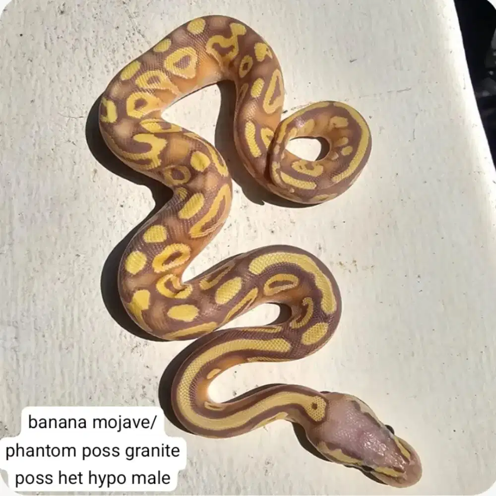 BALLPYTHON SUPER JINAK DAN AMAN BUAT KELUARGA