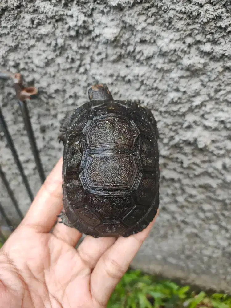 kura darat aldabra 8cm mulus