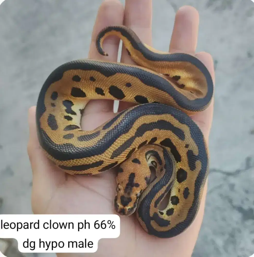 ballpython aman buat keluarga super jinak