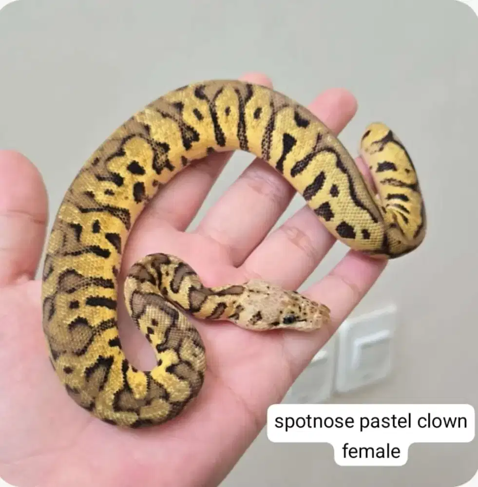 ballpython super jinak aman buat keluarga