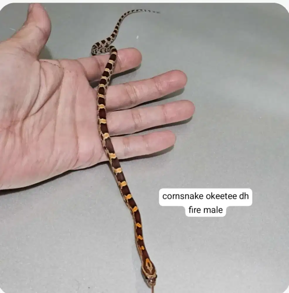 cornsnake super jinak aman buat keluarga