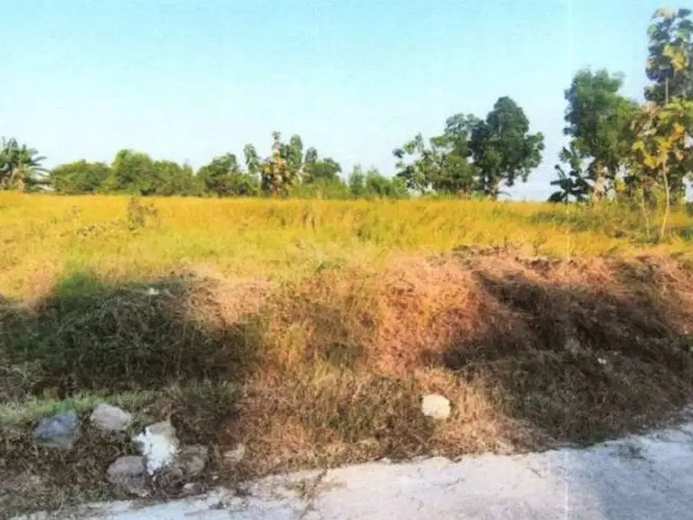 DIJUAL TANAH VIA LELANG DI KEDAMEAN GRESIK – LUAS 1793 M2 : HARGA OBRALL!!