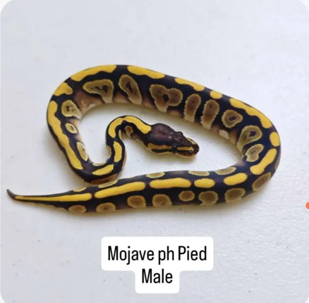 ballpython super jinak aman buat keluarga