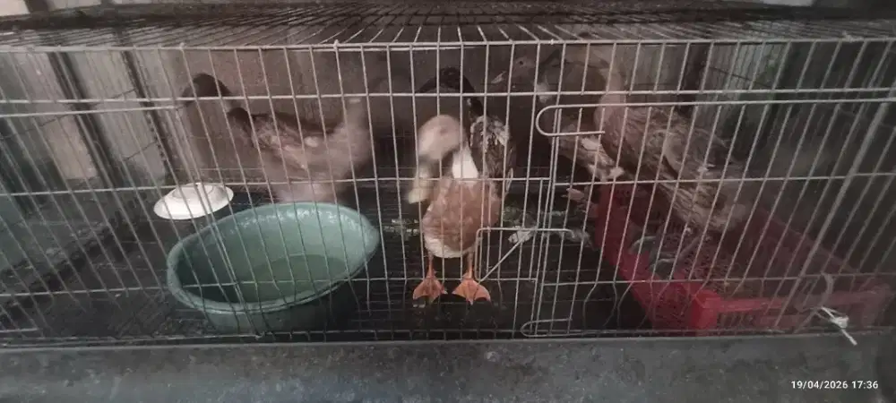 Bebek petelur umur 7 bln