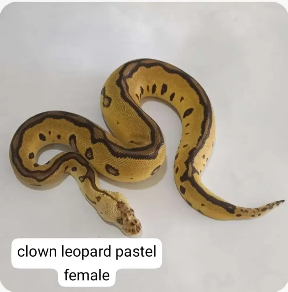ballpython super jinak super aman buat keluarga