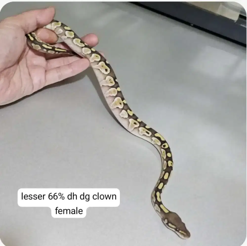 ballpython super jinak aman buat keluarga