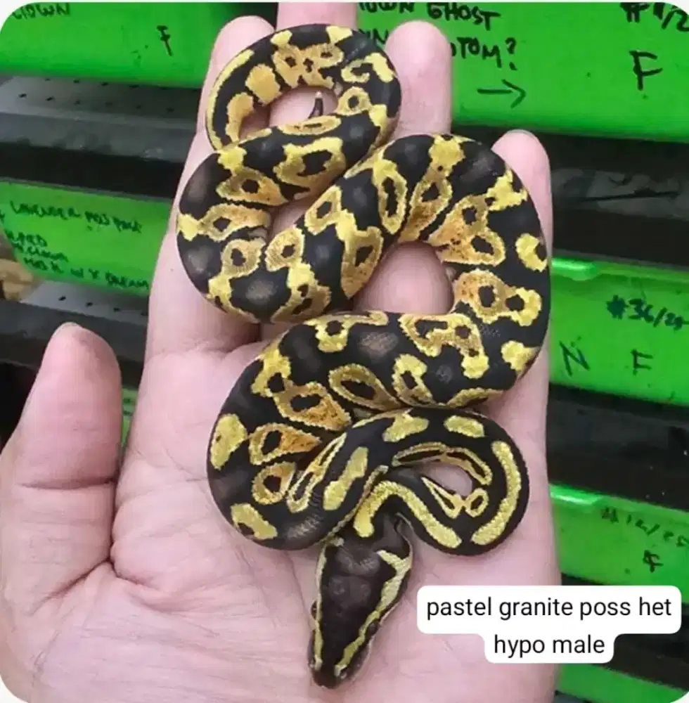 ballpython super jinak aman buat keluarga