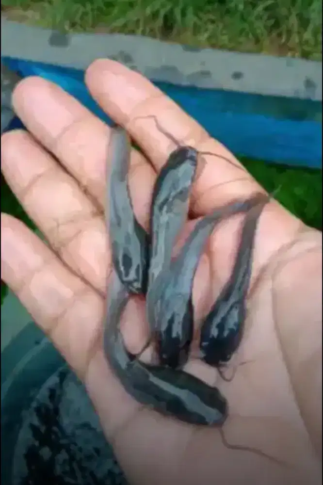 Bibit lele sangkuriang