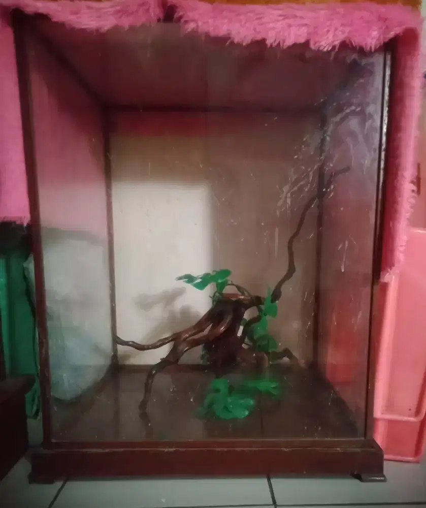 Kotak pajangan ex burung cendrawasih