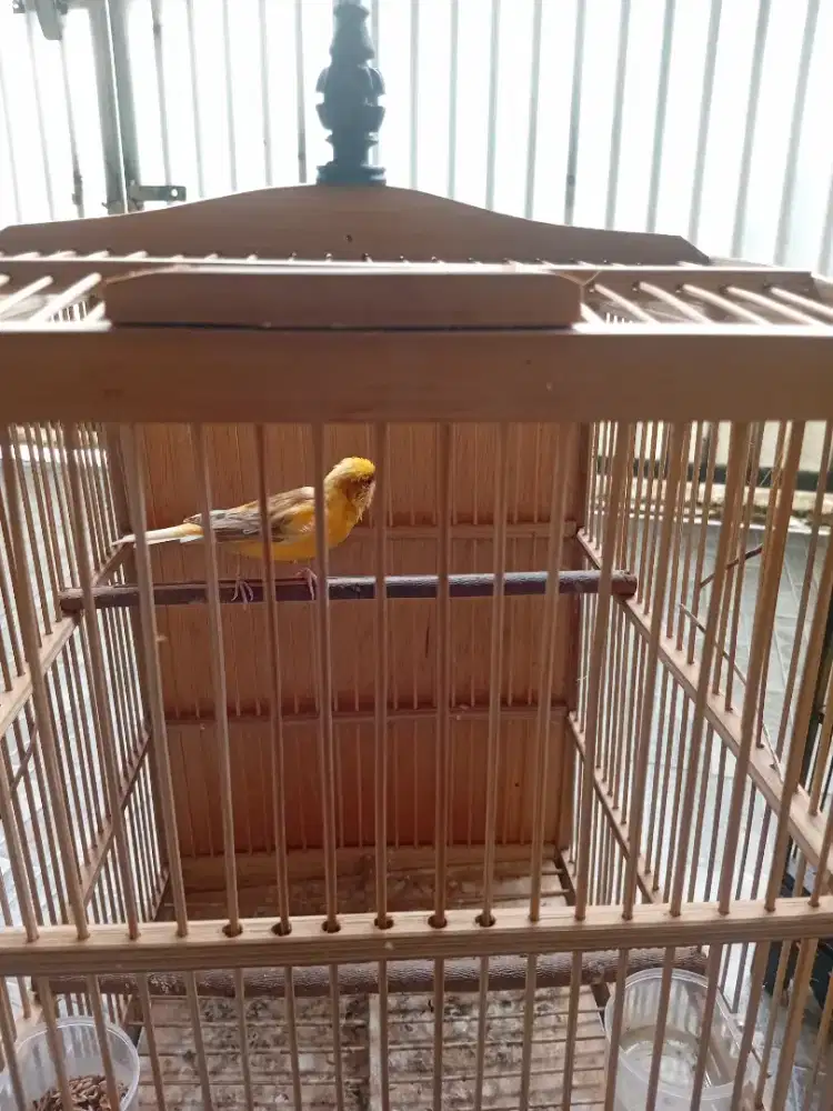 Di jual burung kenari 3 ekor