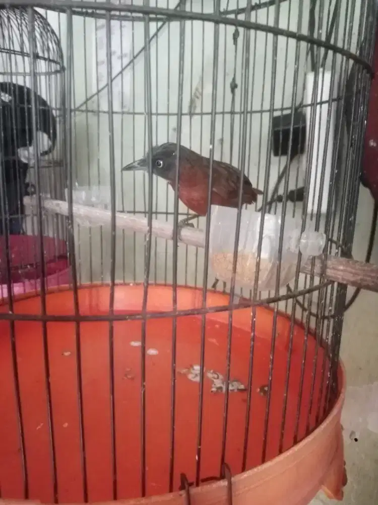 Burung Tepus pala abu