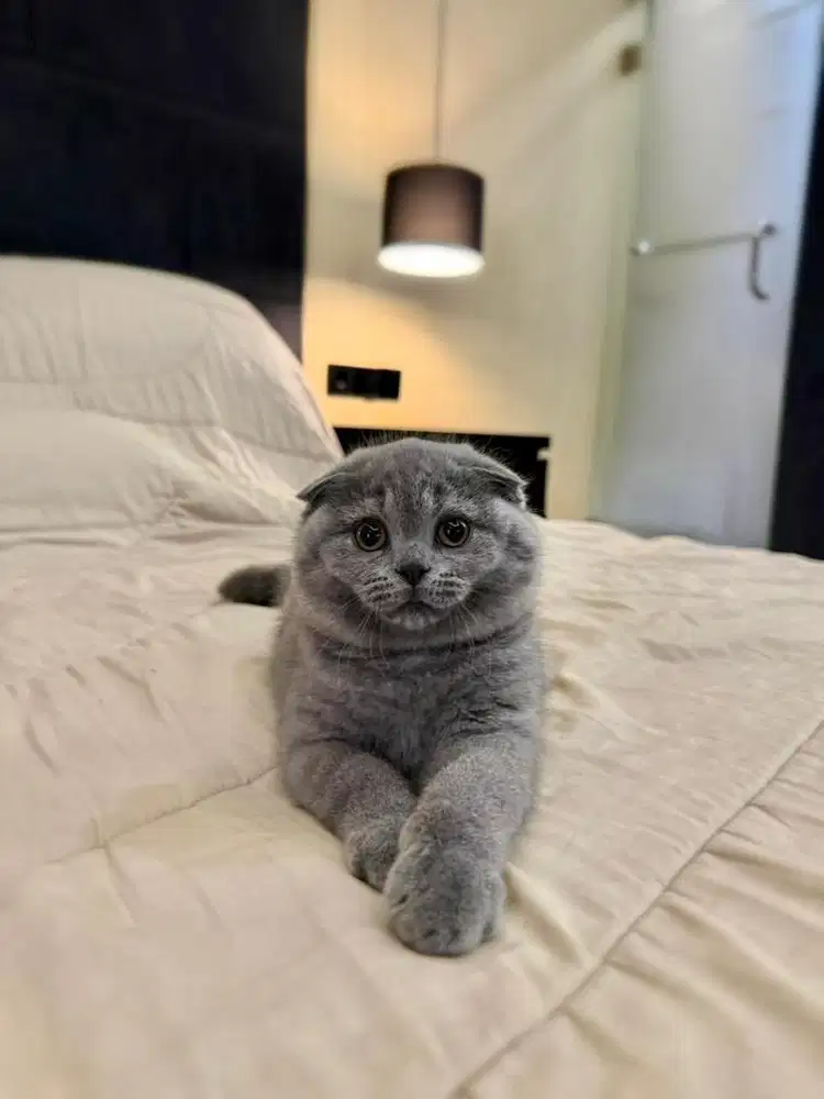 Kucing Scottish Triple Fold FEMALE SF BSH