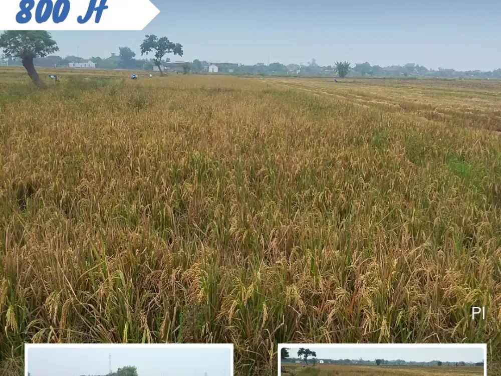 Dijual Sawah Di Kemiri, Kebakkramat Karanganyar