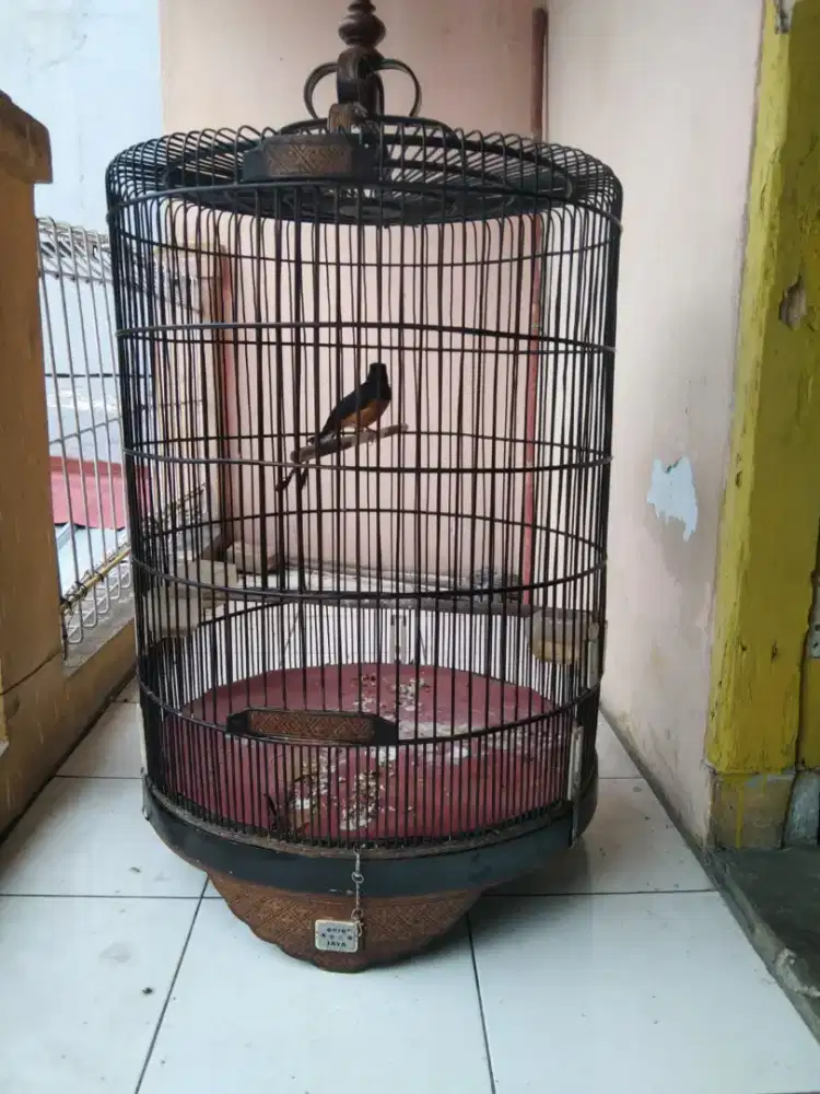 Burung Murai Batu