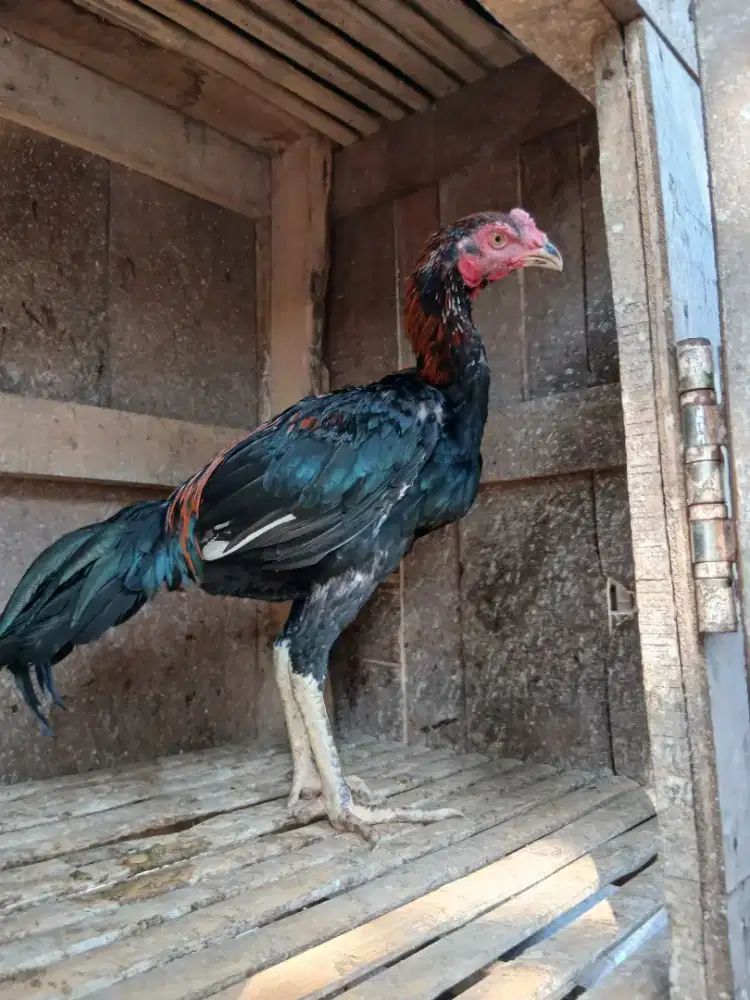 Ayam bangkok berbagai usia trah jelas banyak jenisnya ternakan sendiri