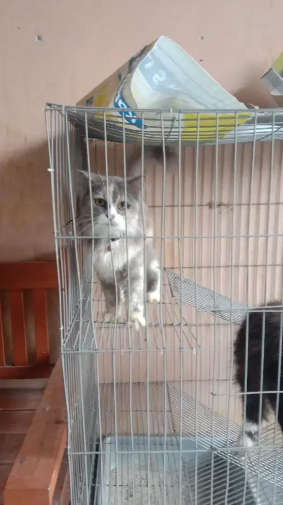 dijual Persia medium