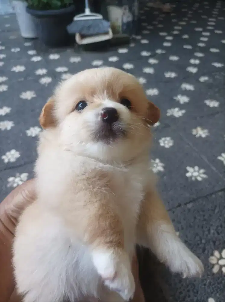 Anak anjing mix bagel pom