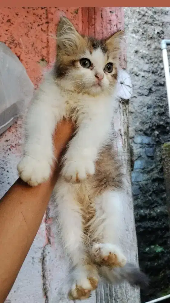 Kucing kitten Persia medium