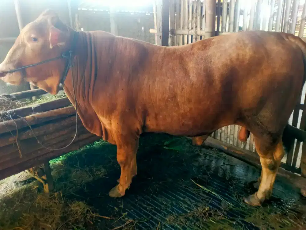 Di jual Sapi buat Qurban ( idul adha )