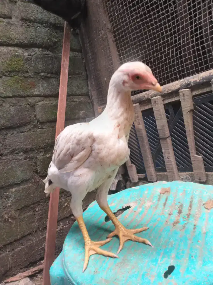 Ayam betina bangkok klasik berkualitas