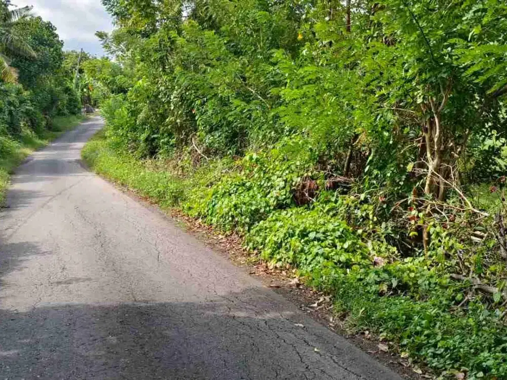 Dijual Tanah  Kebun Los Sungai Kontur Datar 2 Menit Menuju Jalan Utama