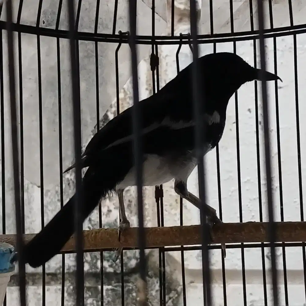 Jual Burung Kacer + Kandang + Kerodong Murah dan Bagus