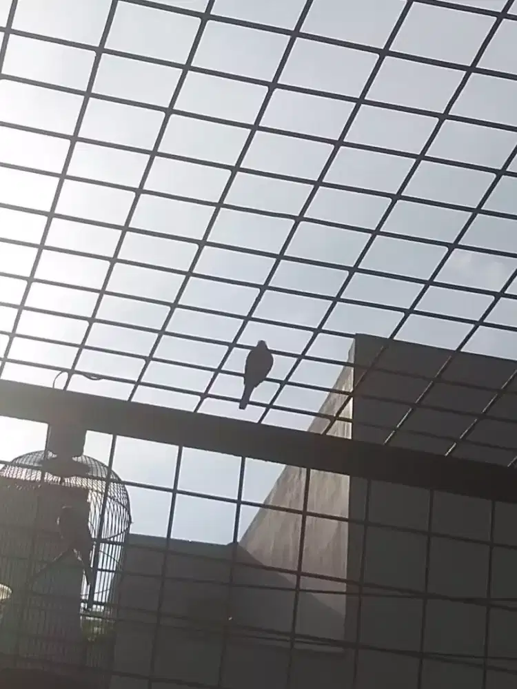 Perkutut lokal alam liar