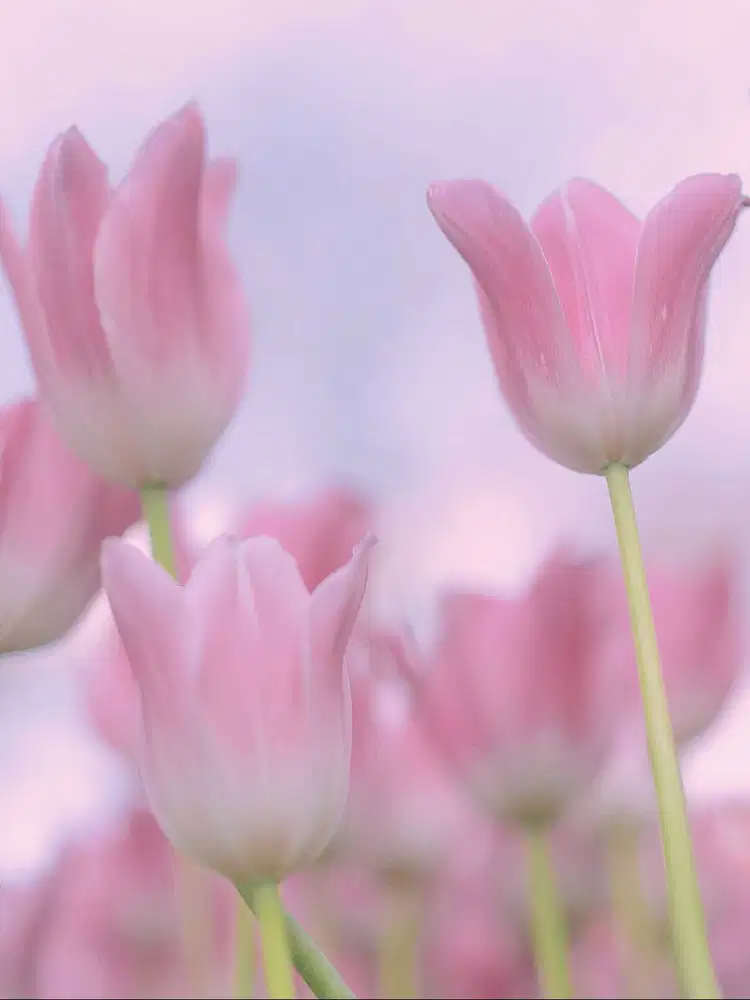 Shopee Ads dan Tiktok Ads Specialist, bisa bergabung secepatnya !!