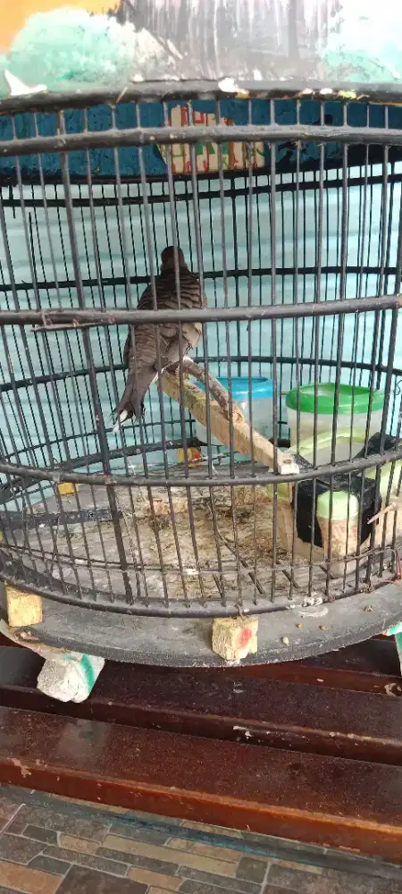 Burung Perkutut Bangkok