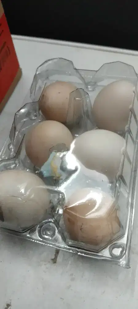 Jual telur ayam kampung
